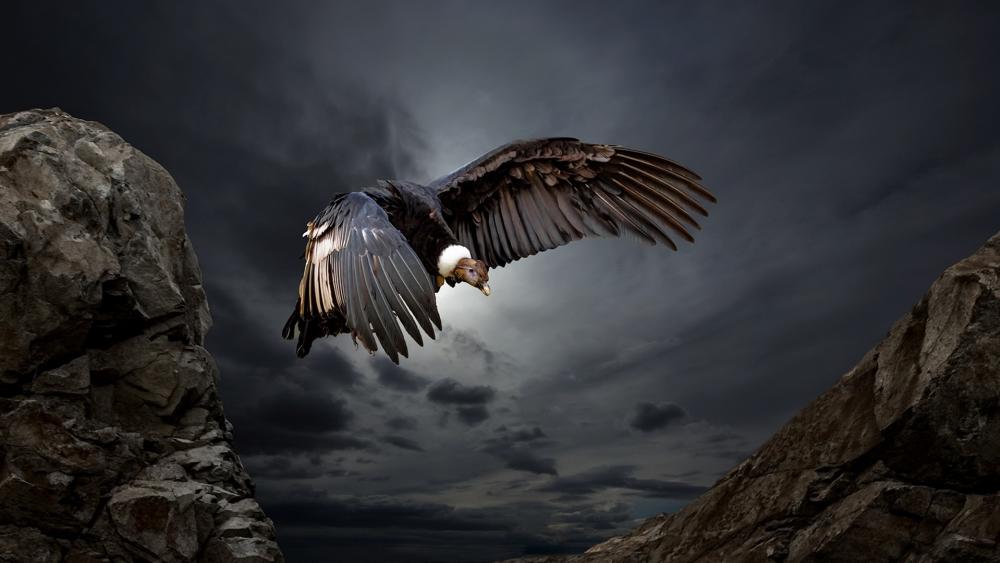 Andean Condor wallpaper