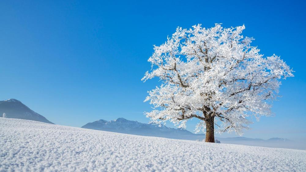 Lonely tree in Germany wallpaper