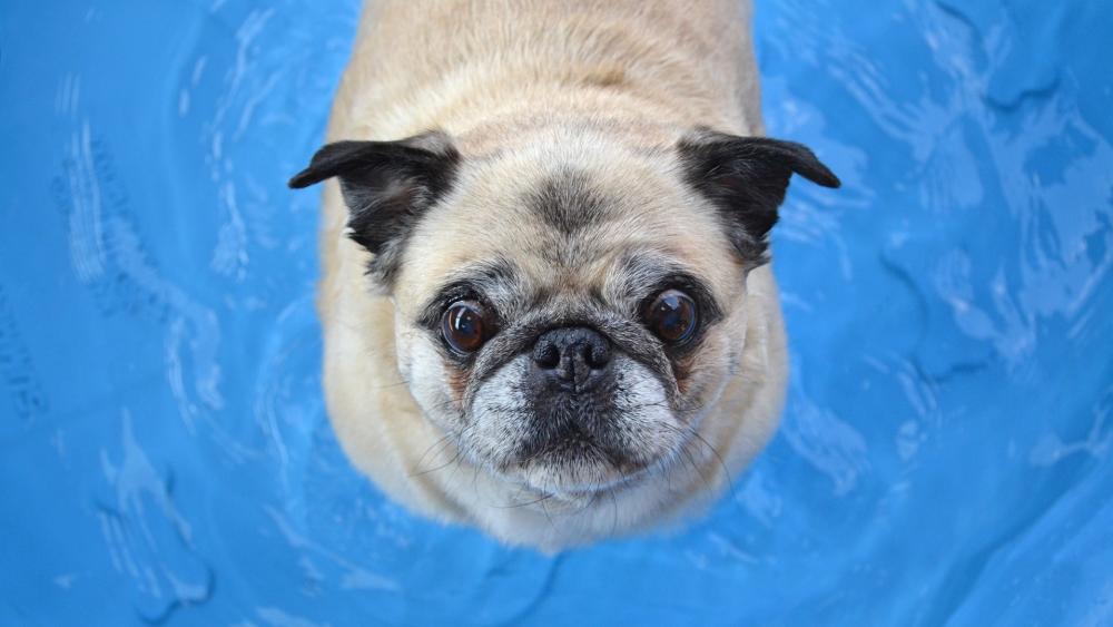 Swimming Pug dog wallpaper
