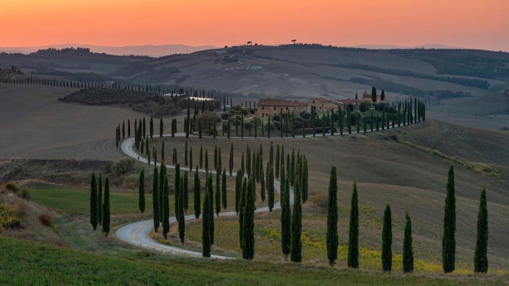 Cypress lane in Tuscany wallpaper