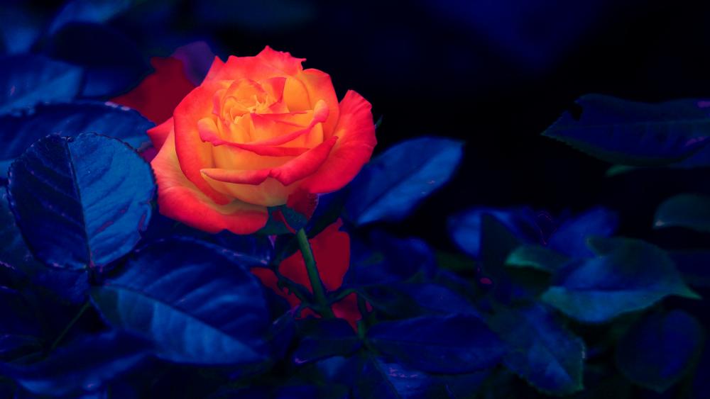 Colourful rose wallpaper