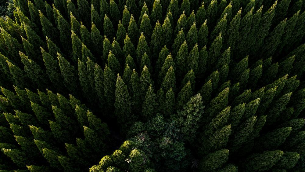 Evergreen forest drone view wallpaper