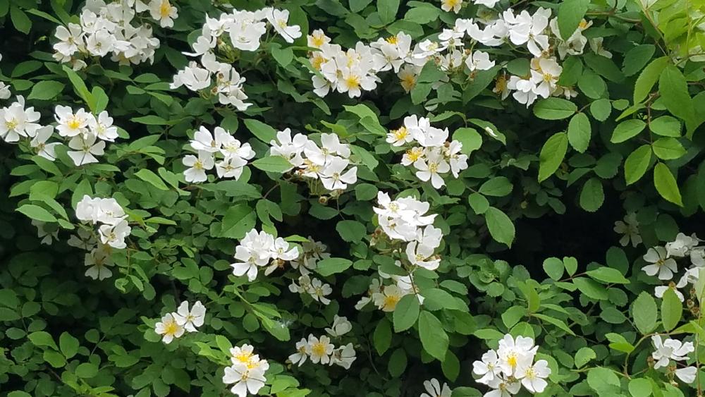 texas plum wild wallpaper