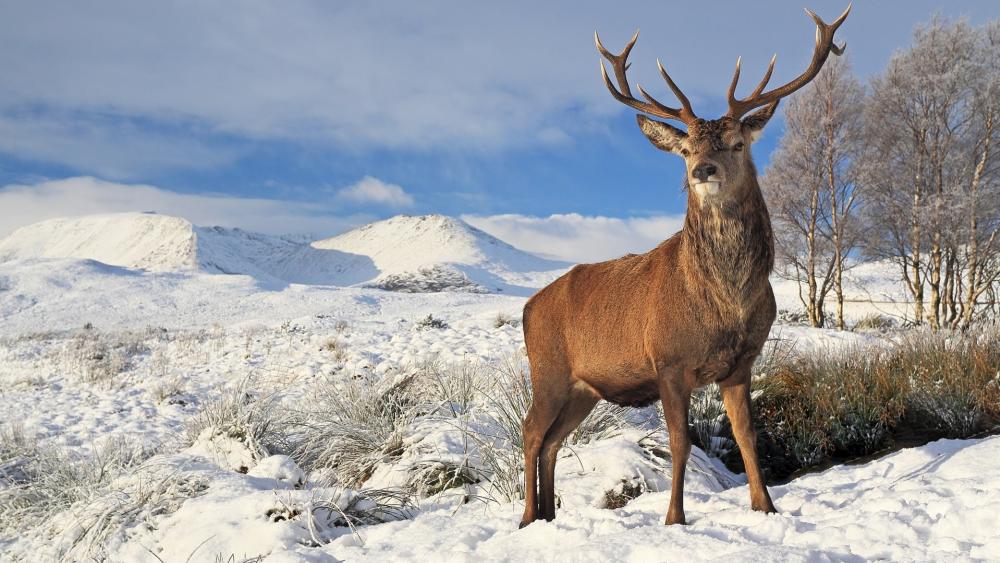 Scottish red deer standing in the snow wallpaper