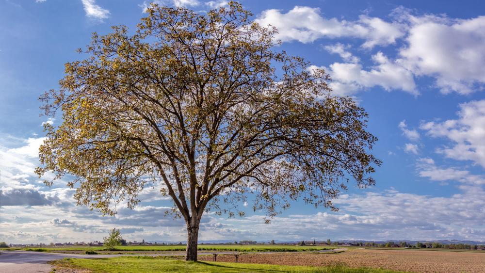 Solitary tree at spring wallpaper
