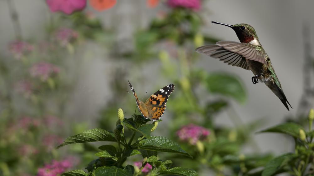 Hummingbird and butterfly wallpaper