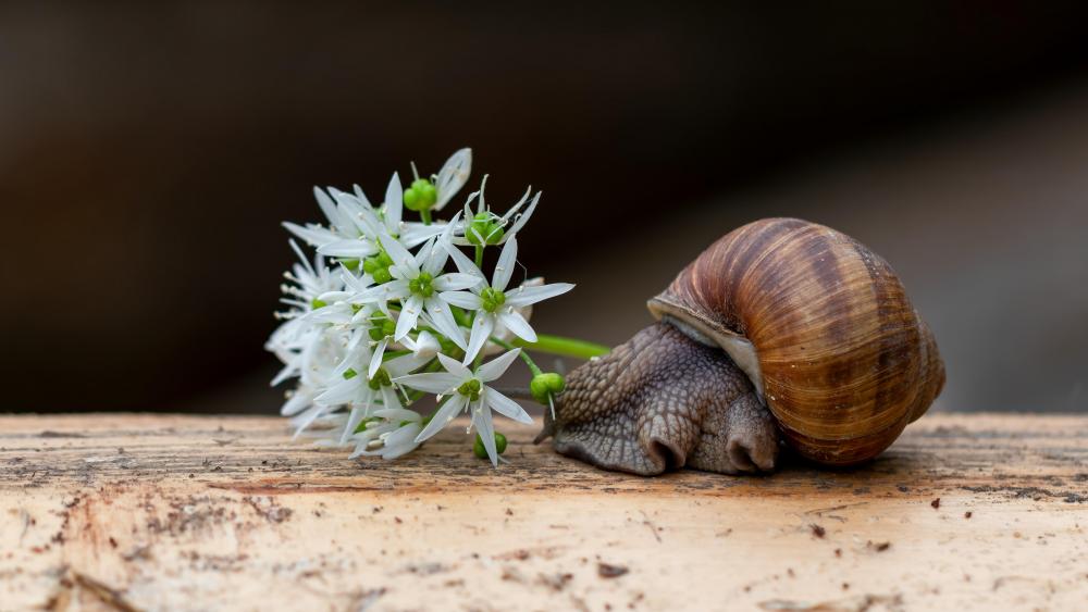 Snail wallpaper
