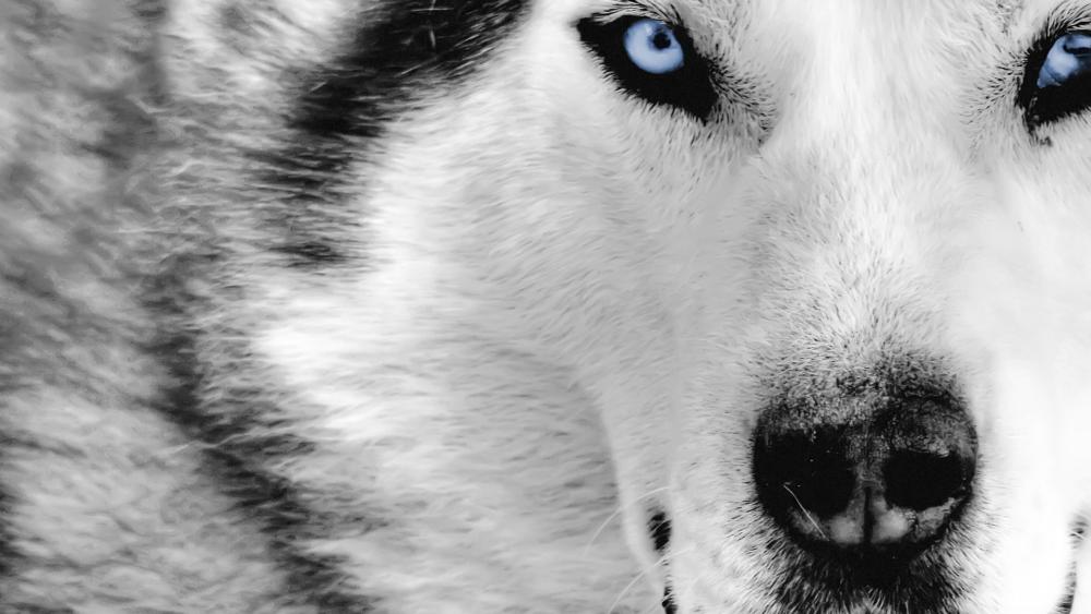Blue eyed husky wallpaper