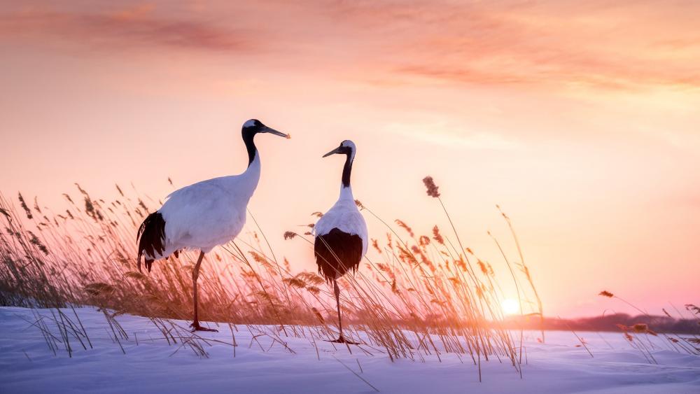 Red-crowned crane wallpaper
