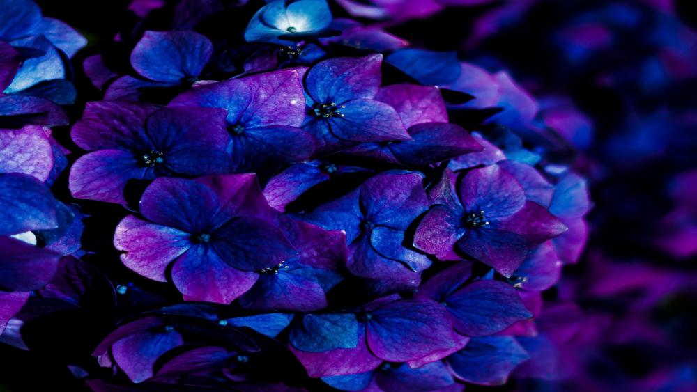 Blue hydrangea wallpaper - backiee