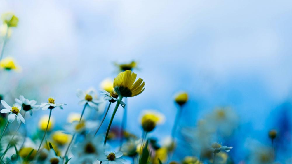 Chamomile flowers wallpaper