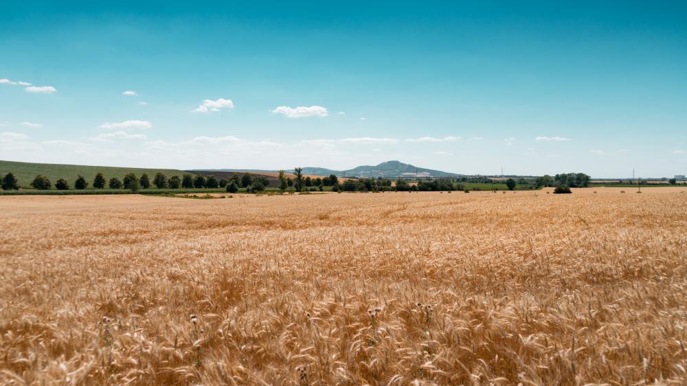 Wheatfields wallpaper