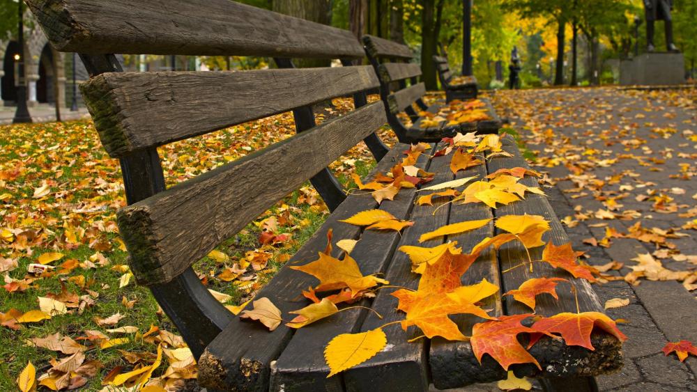 Autumn leaves on a park benches wallpaper