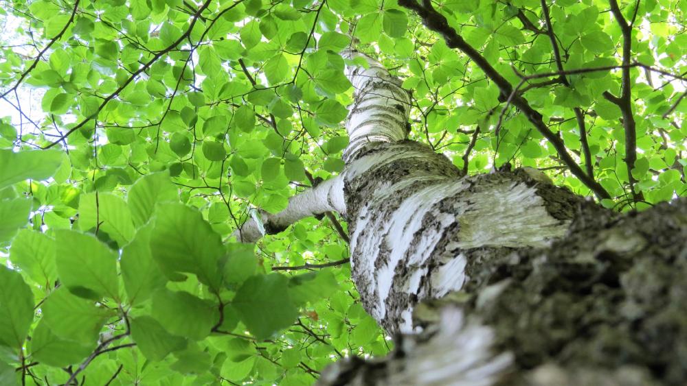 Trunk of a birch wallpaper - backiee