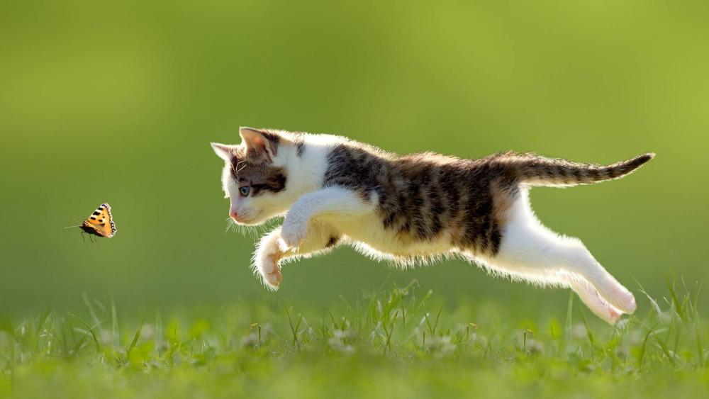 Cat plays with a butterfly wallpaper