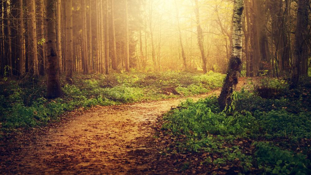 Mystic forest trail wallpaper