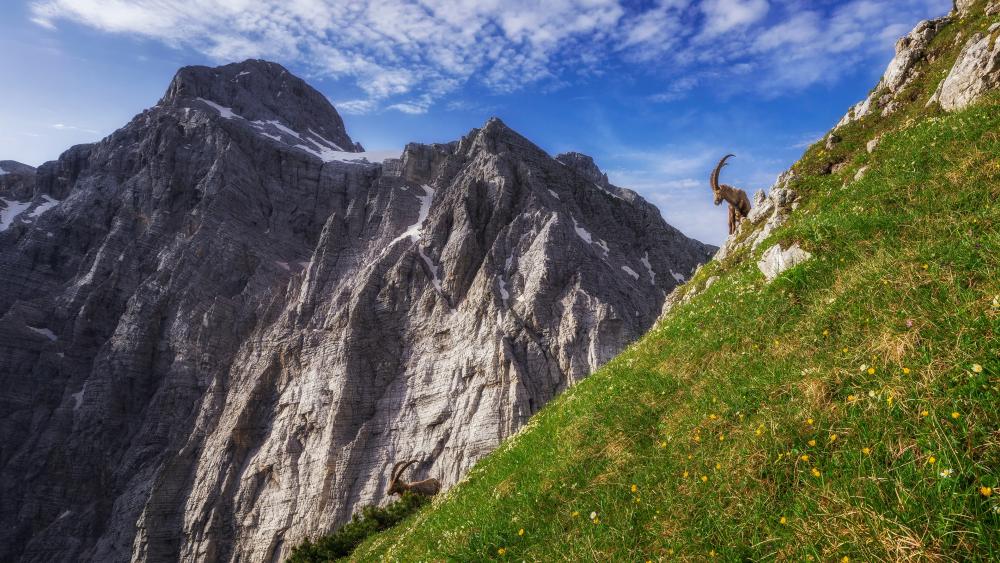 Alpine ibex in the Julian Alps, Slovenia wallpaper