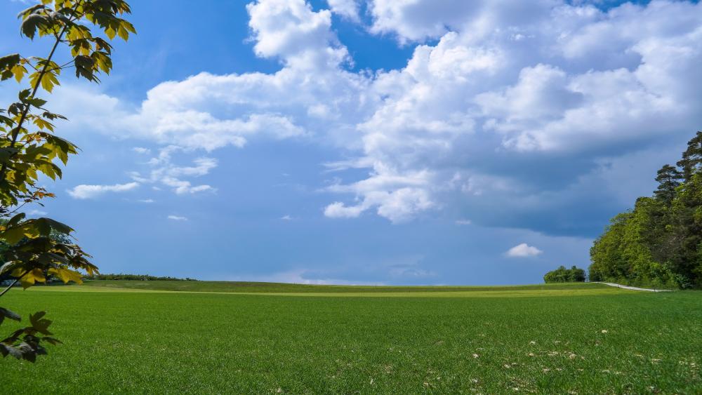 Endless green summer field wallpaper
