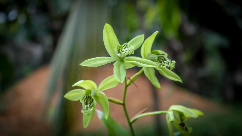 Green Orchids wallpaper backiee