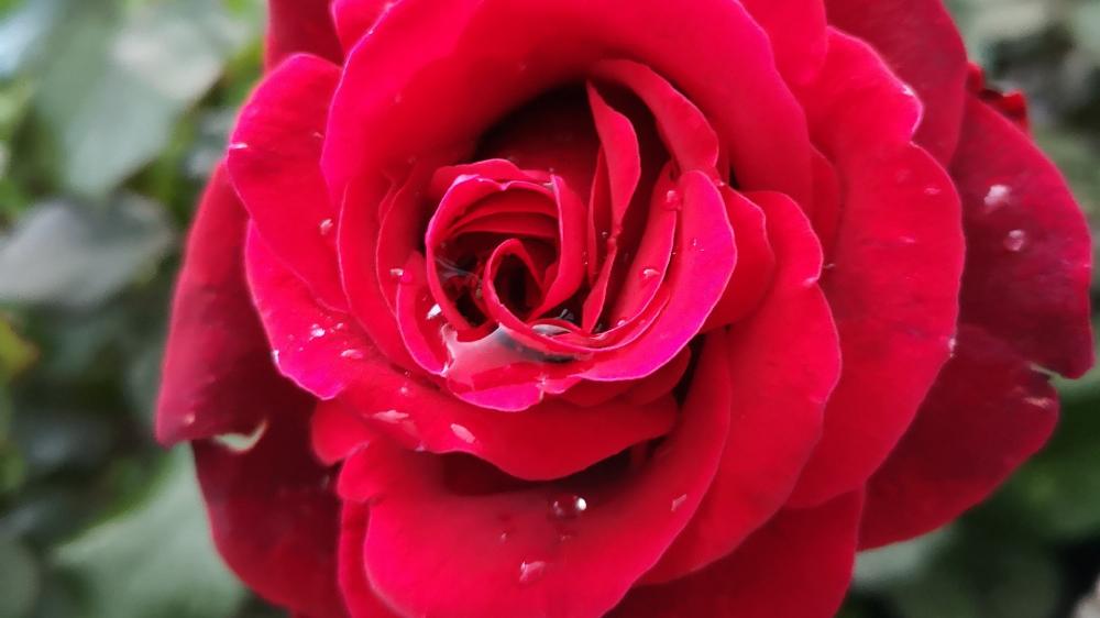 Wallpaper from flowers category