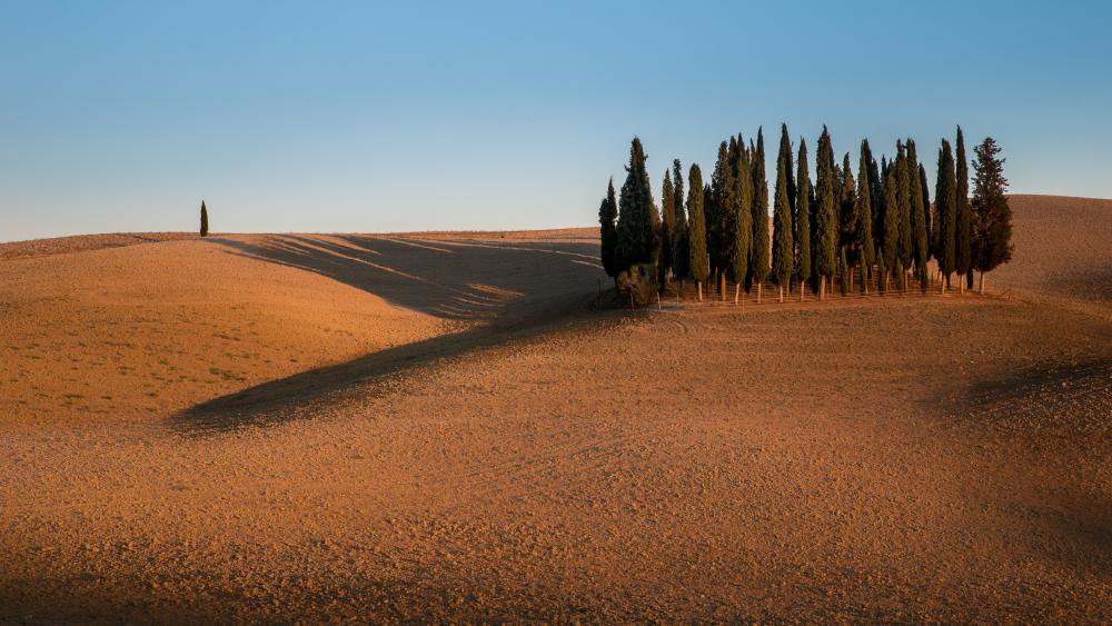 Wallpaper from nature category