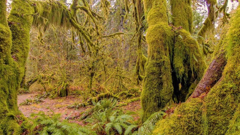 Hall of Mosses Trail, Olympic National Park, Washington wallpaper