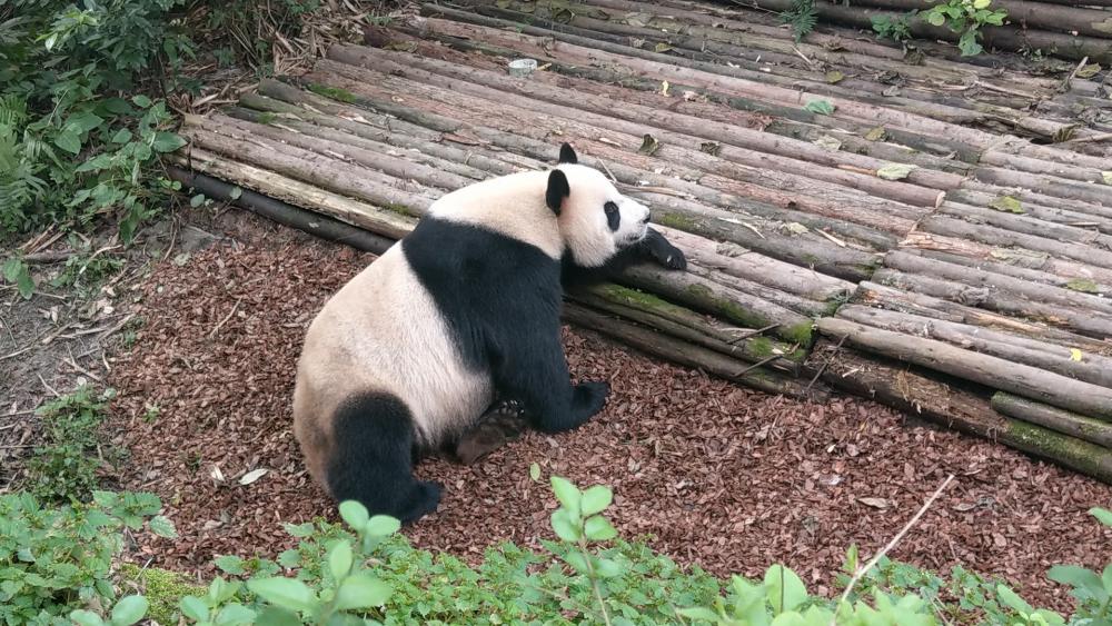 Sichuan Chengdu Giant Panda Base wallpaper