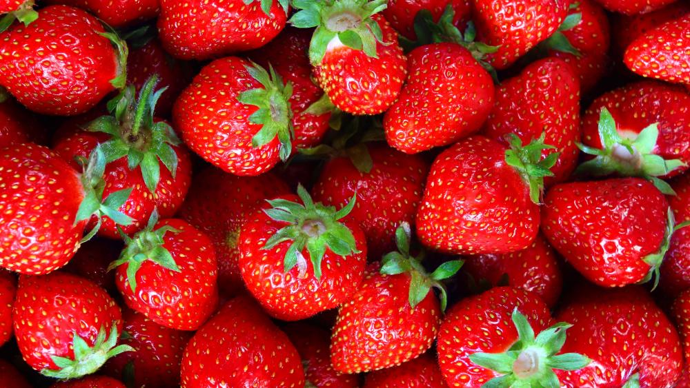 Red strawberries wallpaper