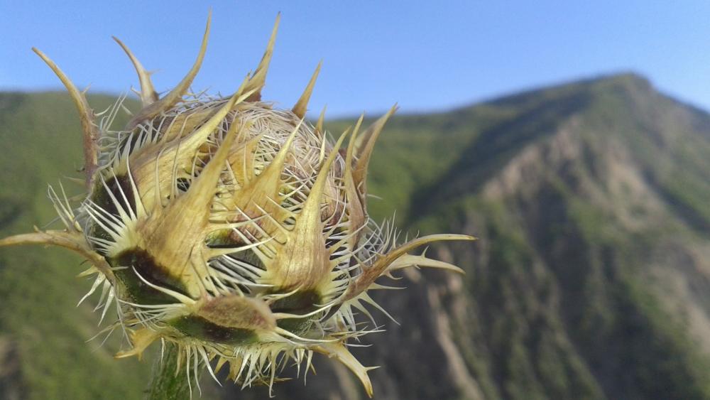 Thistle wallpaper - backiee