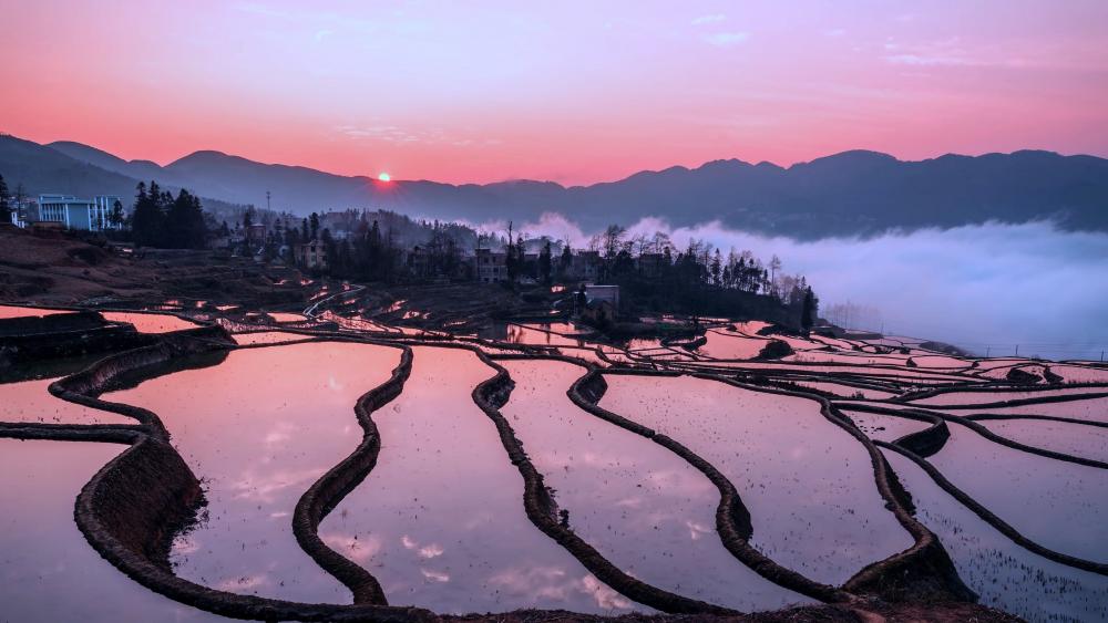 Rice terraces wallpaper - backiee