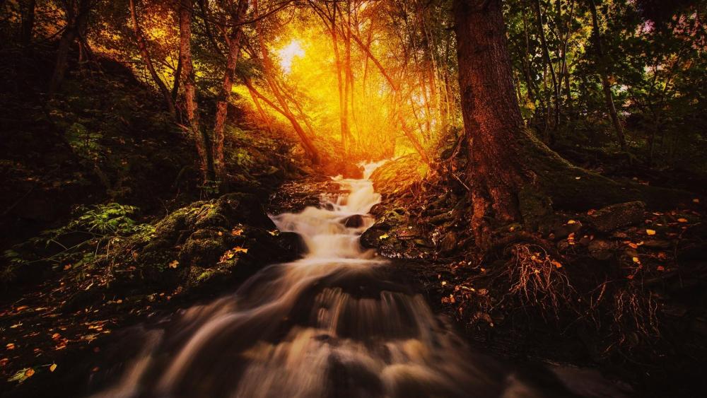 River in a forest wallpaper