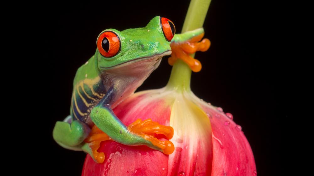 Frog on a tulip wallpaper