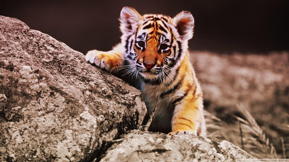 Tiger cub on a rock wallpaper