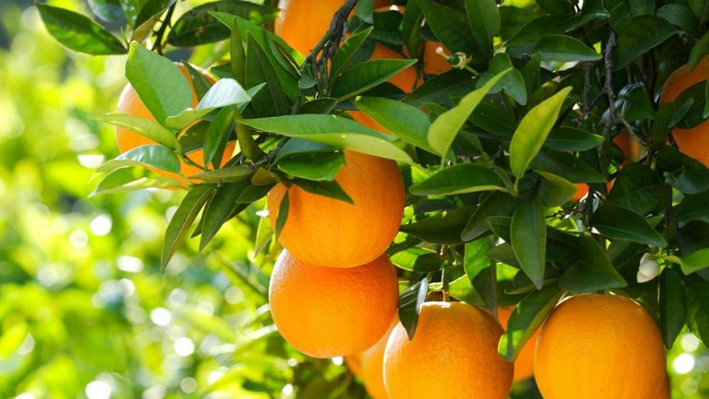 Orange tree wallpaper