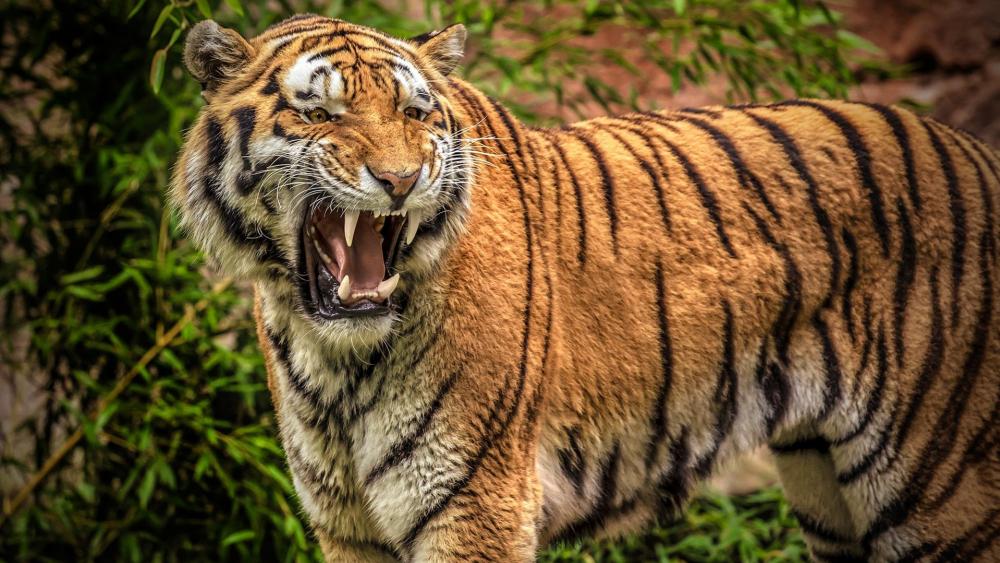 Roaring tiger wallpaper