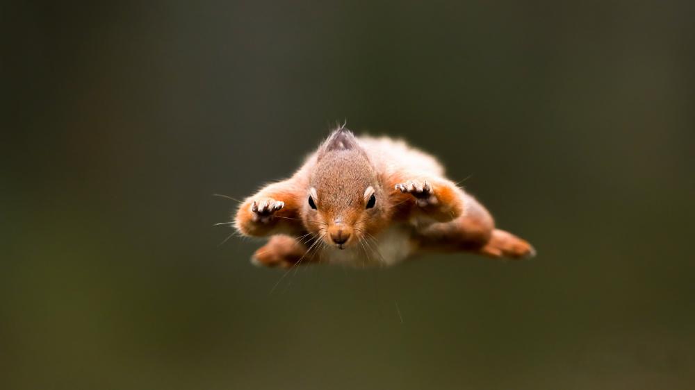 Flying squirrel wallpaper