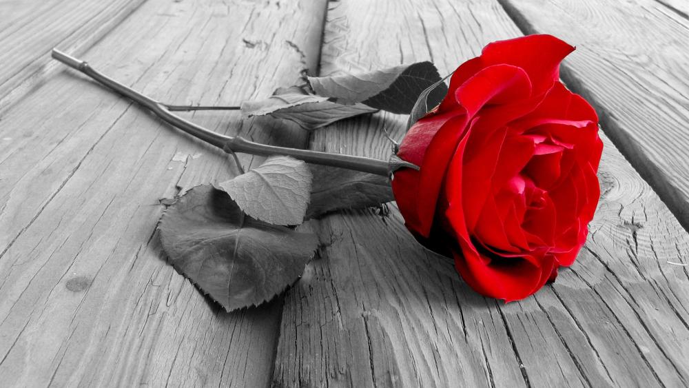 Romantic red rose wallpaper
