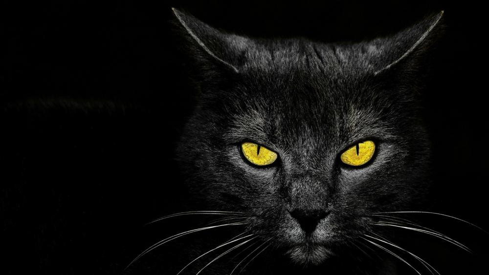 Black cat with yellow eyes wallpaper