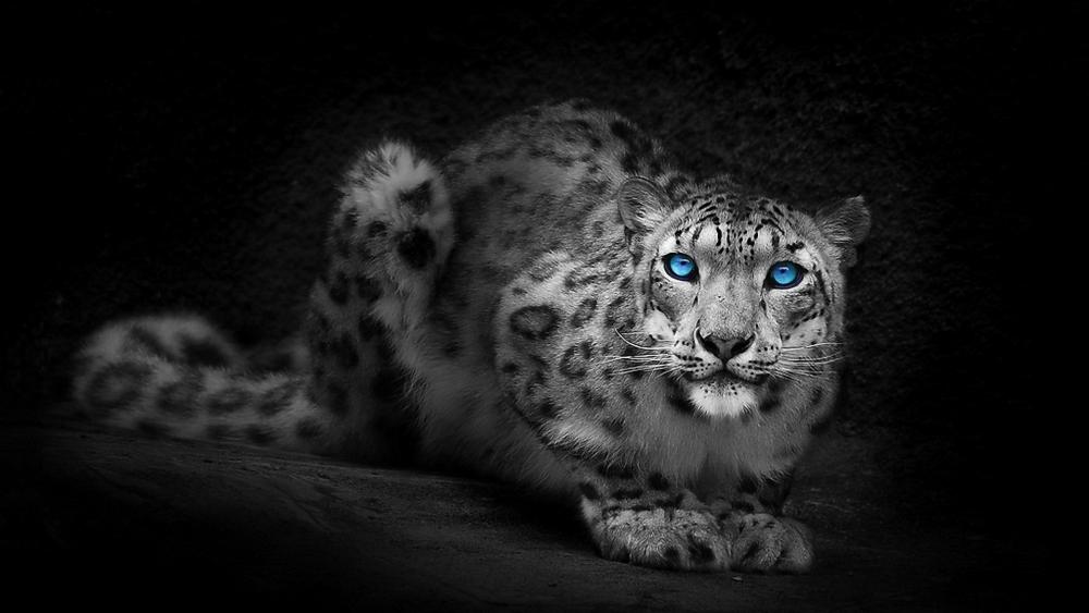 Snow leopard with blue eyes wallpaper