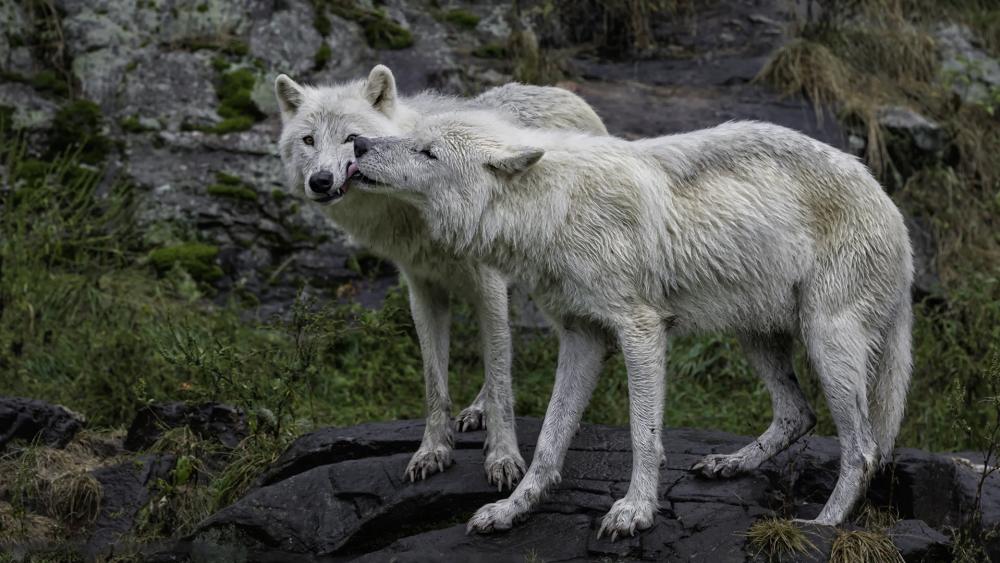 Alaskan tundra wolves wallpaper