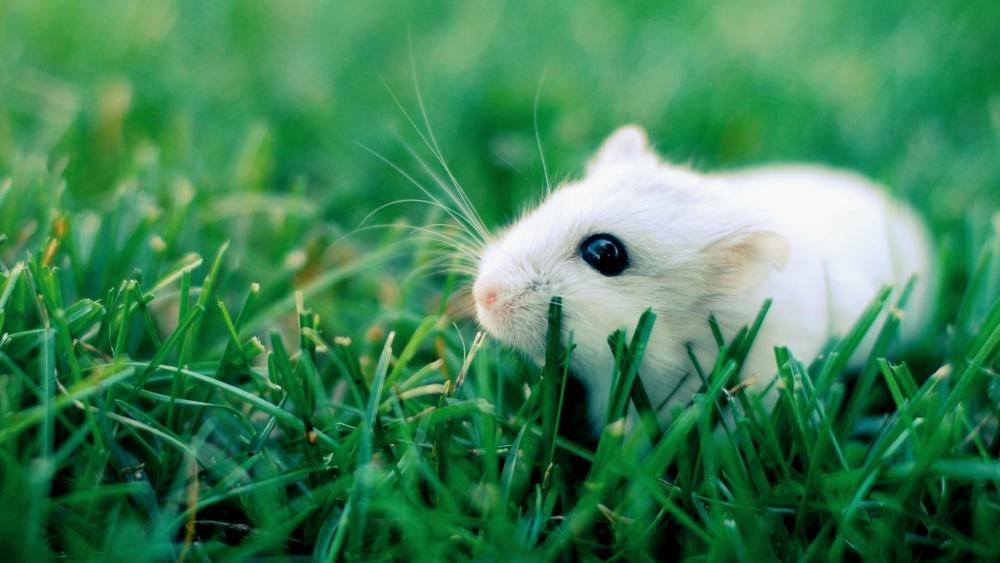 Very cute white mouse wallpaper