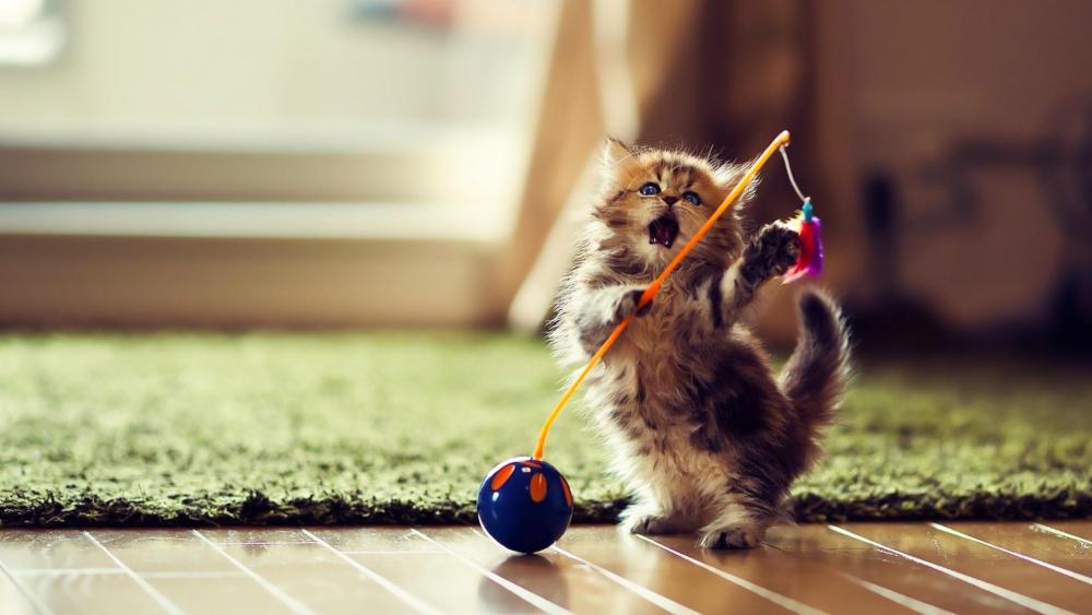 Cute playful kitten wallpaper