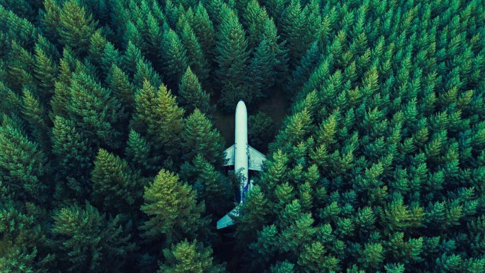 Plane In Middle Of Forest wallpaper