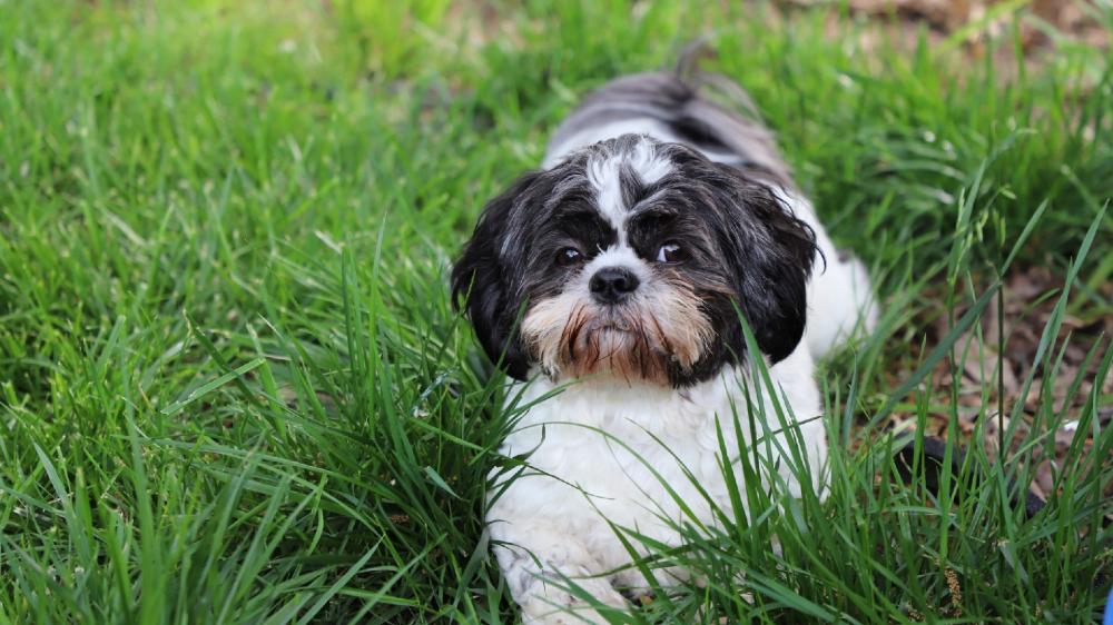 shih tzu - backiee