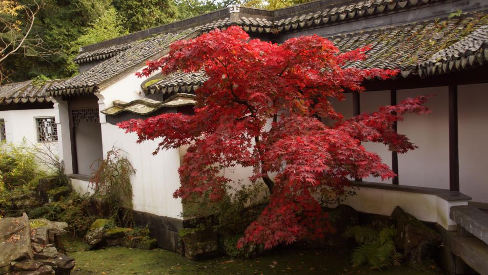 Chinesischer Garten backiee