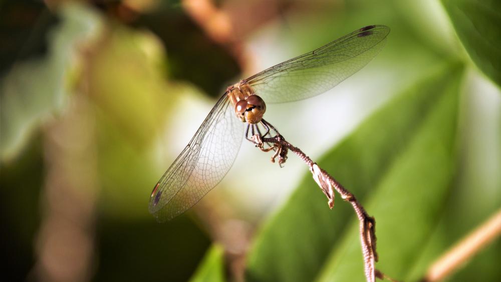 Dragonfly in the autumn wallpaper