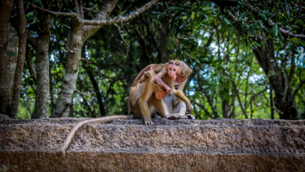 Monkey Family wallpaper