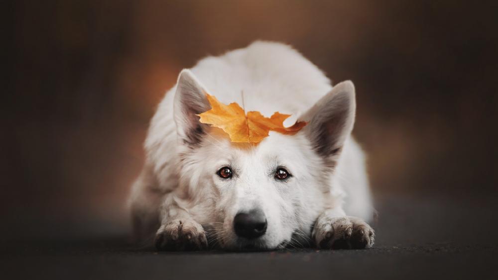 Wallpaper from animals category