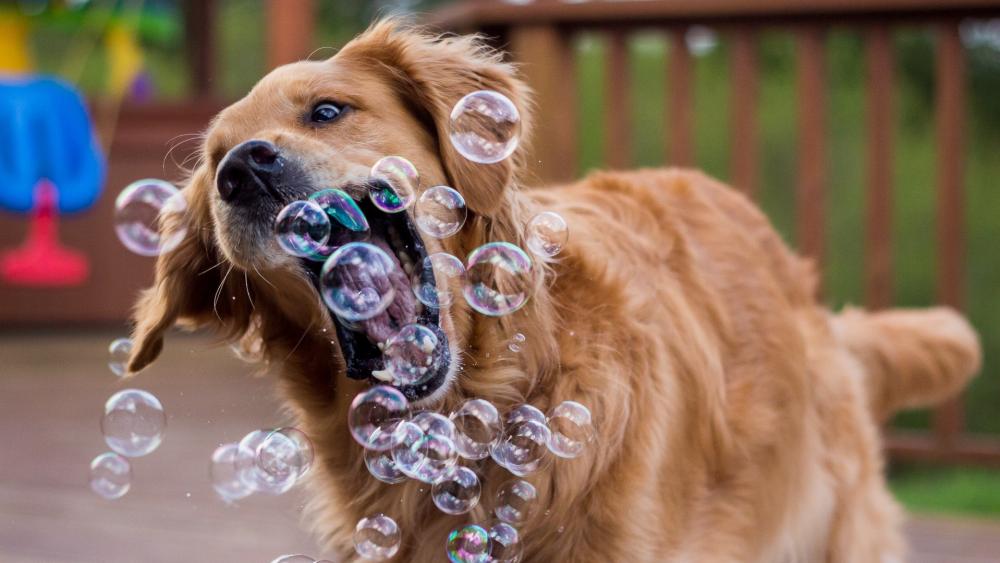 Wallpaper from animals category