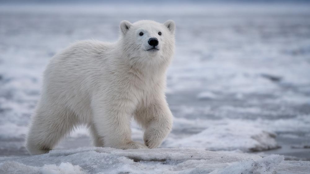 polar bear cub wallpaper